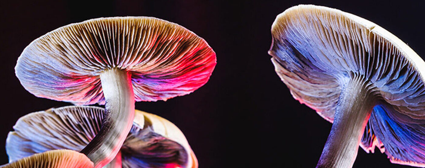 Magic Mushrooms Memories