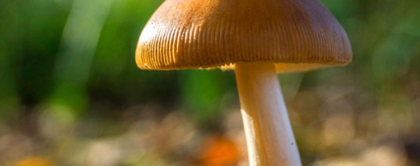 Magic Mushrooms News Roundup