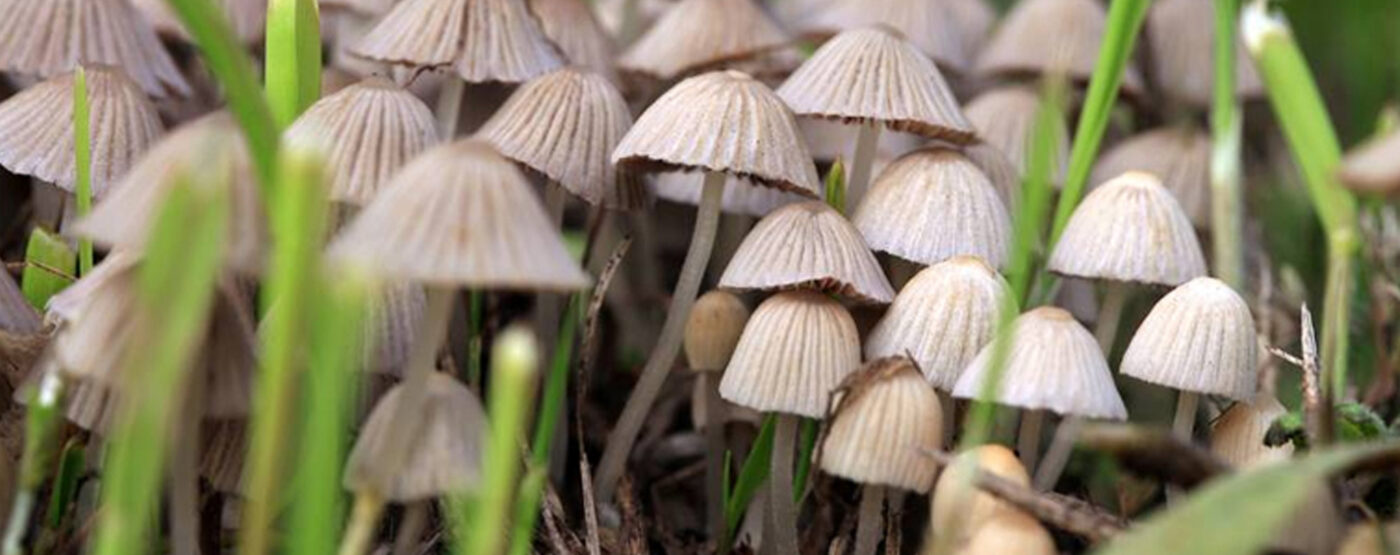psilocybin-mushrooms