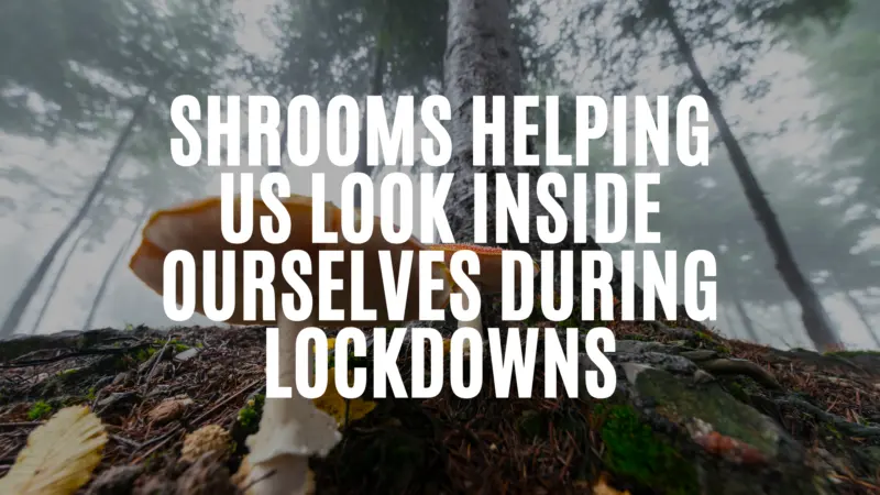 Shrooms Helping Us Look Inside Ourselves During Lockdowns