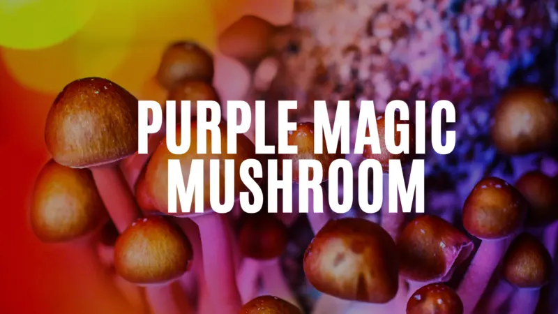 How To Get Purple Magic Mushroom Kits In Canada