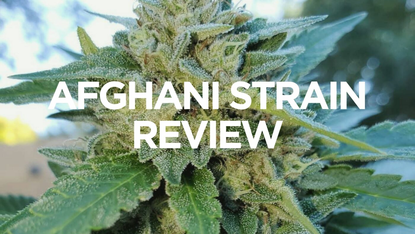 afghani-strain-review