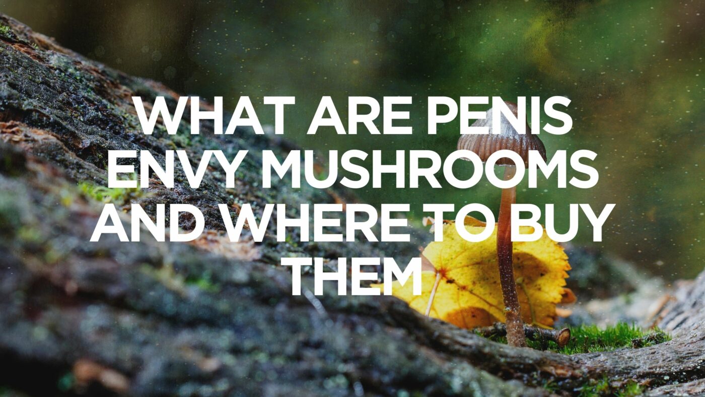 what-are-penis-envy-mushrooms-and-where-to-buy-them