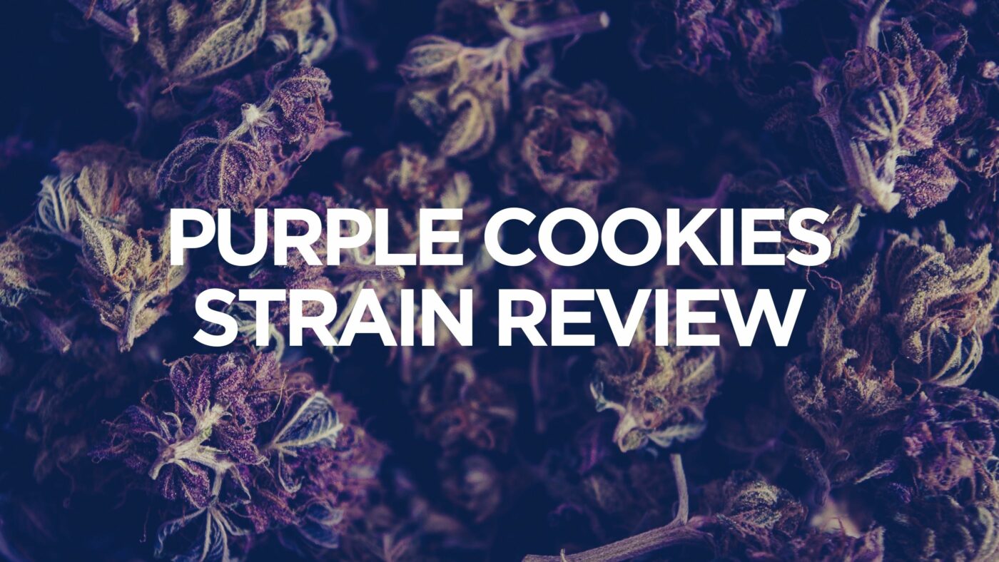 purple-cookies-strain-review