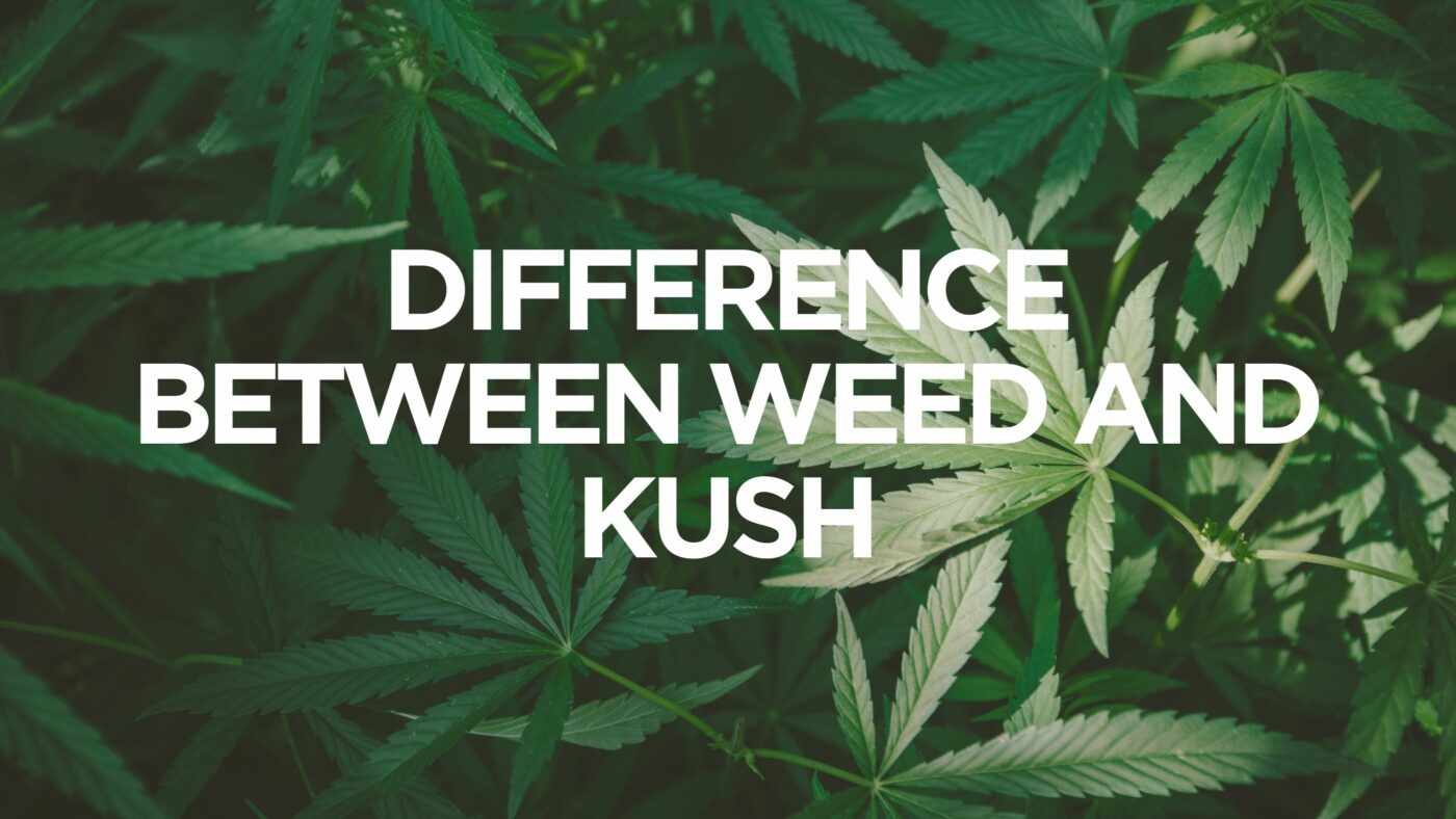 difference-between-weed-and-kush