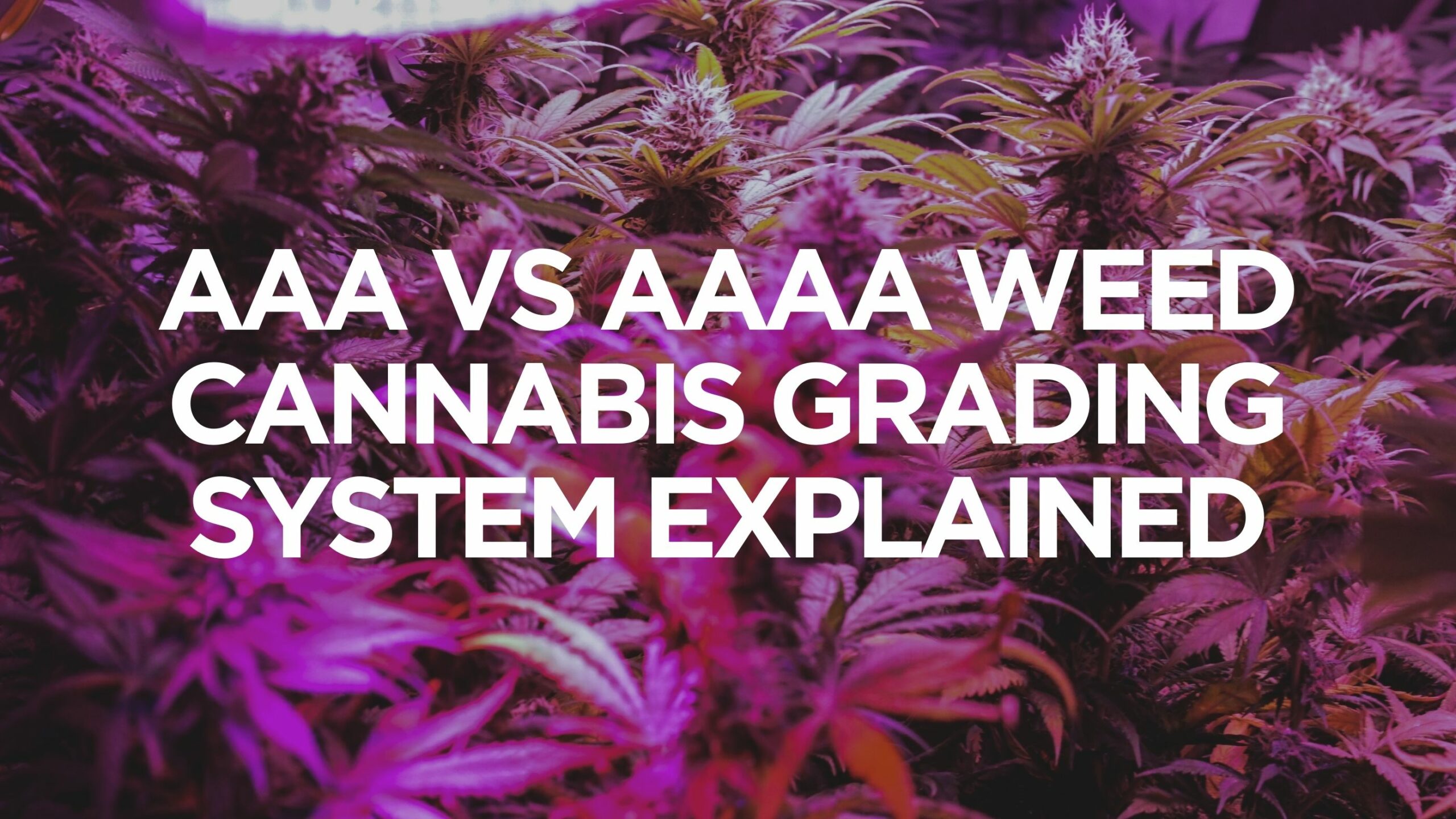 AAA Vs AAAA Weed - Cannabis Grading System Explained - AAA vs AAAA weed -  cannabis grading system explained Ahuevo