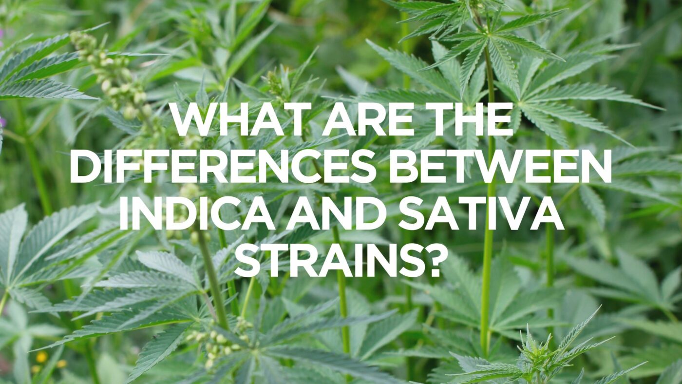 What Are The Differences Between Indica and Sativa Strains