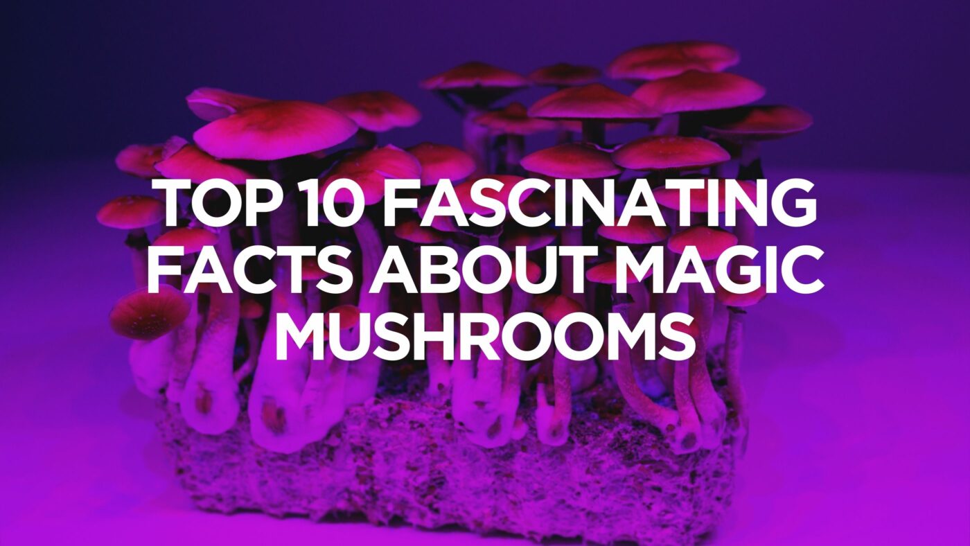 Top 10 Fascinating Facts About Magic Mushrooms