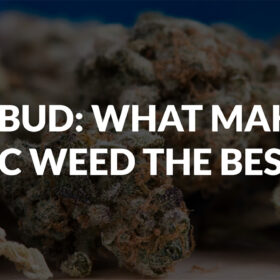 BC Bud What Makes BC Weed The Best