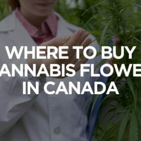where-to-find-cannabis-flower-in-canada