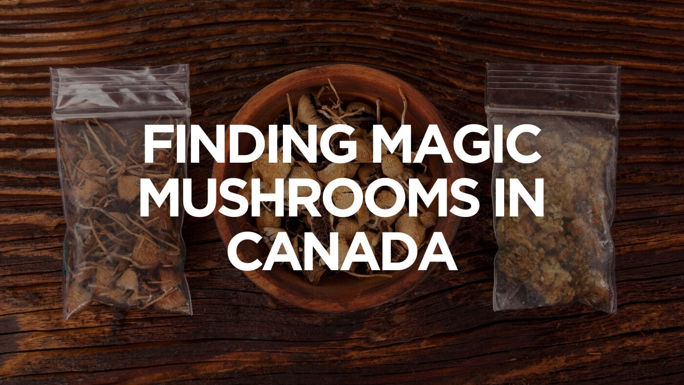 finding-magic-mushroom-in-canada