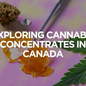Exploring Cannabis Concentrates In Canada
